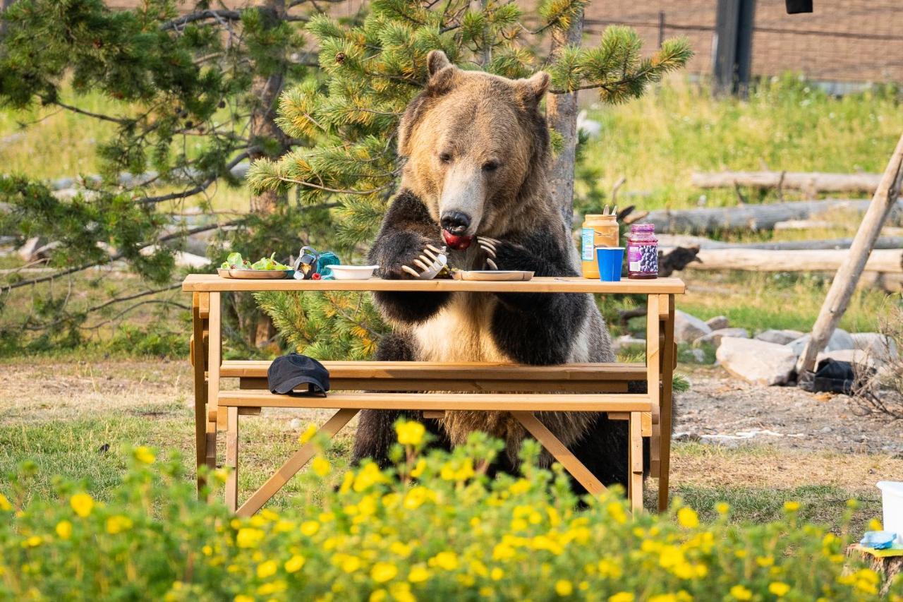 Baby Bear Cabin Villa West Yellowstone Kültér fotó