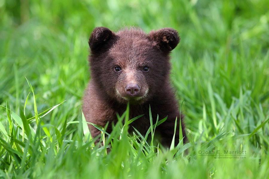 Baby Bear Cabin Villa West Yellowstone Szoba fotó